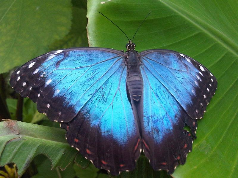 The Emperor Butterfly